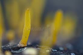 Attēlu rezultāti vaicājumam “Calocera cornea”