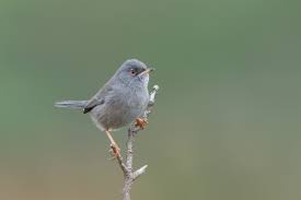 Image result for Sylvia sarda