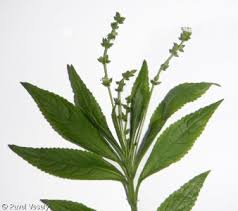 Attēlu rezultāti vaicājumam “Mercurialis perennis bud”