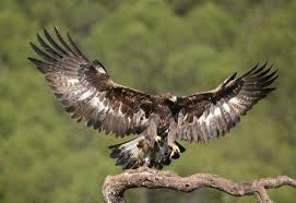 Attēlu rezultāti vaicājumam “Aquila chrysaetos”