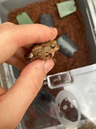 Attēlu rezultāti vaicājumam “Bufo bufo”