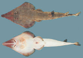 Image result for Rhinobatos rhinobatos