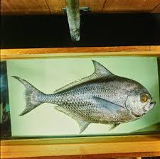 Image result for Eumegistus illustris