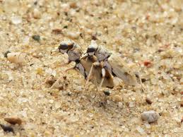 Attēlu rezultāti vaicājumam “Comatricha pulchella stalked”