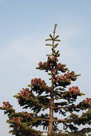 Attēlu rezultāti vaicājumam “Abies mariesii”