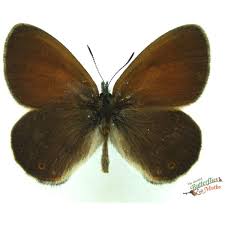 Attēlu rezultāti vaicājumam “Coenonympha glycerion underside”