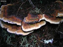 Attēlu rezultāti vaicājumam “Phaeolus schweinitzii”