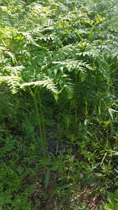 Attēlu rezultāti vaicājumam “Botrychium virginianum”