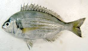 Image result for Spondyliosoma cantharus