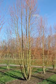 Attēlu rezultāti vaicājumam “Salix alba var. alba”