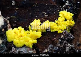 Attēlu rezultāti vaicājumam “Fuligo septica var. candida macro”