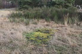 Attēlu rezultāti vaicājumam “Lamprospora tortulae-ruralis”