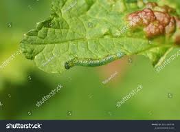 Attēlu rezultāti vaicājumam “Nematus salicis larva”