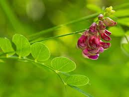 Attēlu rezultāti vaicājumam “Lathyrus niger”