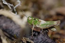 Attēlu rezultāti vaicājumam “Myrmeleotettix maculatus”