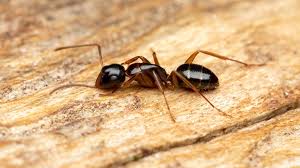 Attēlu rezultāti vaicājumam “Formicidae”