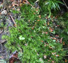 Attēlu rezultāti vaicājumam “Dicranella heteromalla”