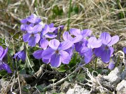 Attēlu rezultāti vaicājumam “Viola hirta”