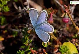 Attēlu rezultāti vaicājumam “Plebejus idas underside”
