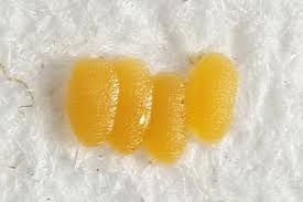 Attēlu rezultāti vaicājumam “Semioscopis oculella”