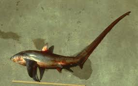 Image result for Alopias superciliosus