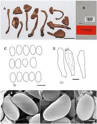 Attēlu rezultāti vaicājumam “Badhamiopsis praetermissa”