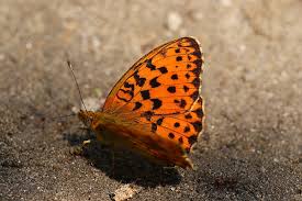 Attēlu rezultāti vaicājumam “Brenthis ino upperside”