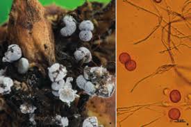 Attēlu rezultāti vaicājumam “Physarum notabile macro”