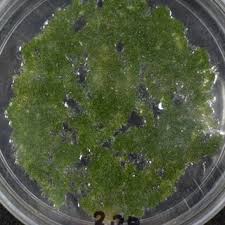 Attēlu rezultāti vaicājumam “Acaulon muticum”