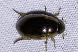 Attēlu rezultāti vaicājumam “Enochrus affinis”