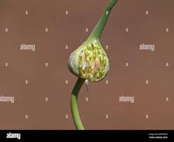 Attēlu rezultāti vaicājumam “Allium sativum bud”