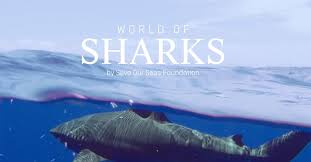 Image result for Acroteriobatus blochii