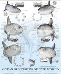 Image result for Mola mola
