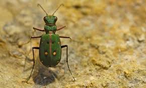 Attēlu rezultāti vaicājumam “Cicindela campestris”