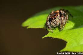 Attēlu rezultāti vaicājumam “Evarcha falcata male”