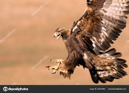 Attēlu rezultāti vaicājumam “Aquila chrysaetos adult”