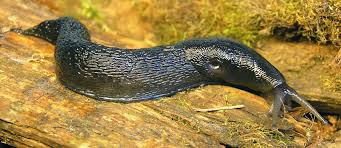 Attēlu rezultāti vaicājumam “Limax cinereoniger”