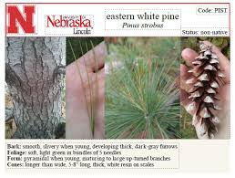 Attēlu rezultāti vaicājumam “Pinus strobus fruit”
