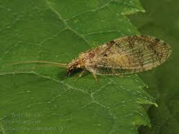 Attēlu rezultāti vaicājumam “Hemerobius perelegans”