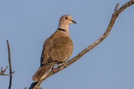 Attēlu rezultāti vaicājumam “Streptopelia decaocto”