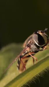 Attēlu rezultāti vaicājumam “Exoprosopa capucina”