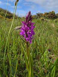 Attēlu rezultāti vaicājumam “Dactylorhiza russowii”