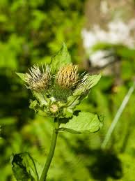 Attēlu rezultāti vaicājumam “Cirsium oleraceum leaf”