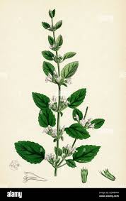 Image result for Melissa officinalis