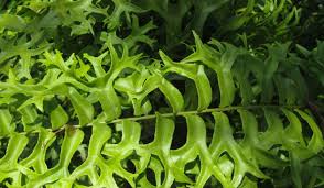 Image result for НЕФРОЛЕПИС (Nephrolepis