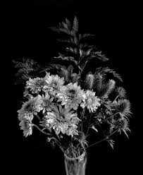 Image result for Blaudistel