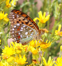 Attēlu rezultāti vaicājumam “Argynnis adippe male”