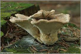 Attēlu rezultāti vaicājumam “Bondarzewia mesenterica”