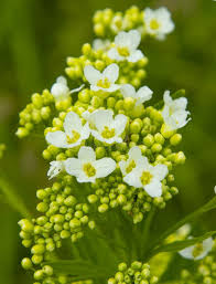 Attēlu rezultāti vaicājumam “Armoracia rusticana bud”