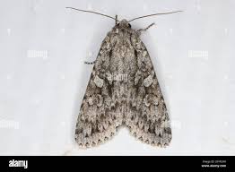 Attēlu rezultāti vaicājumam “Eurois occulta”